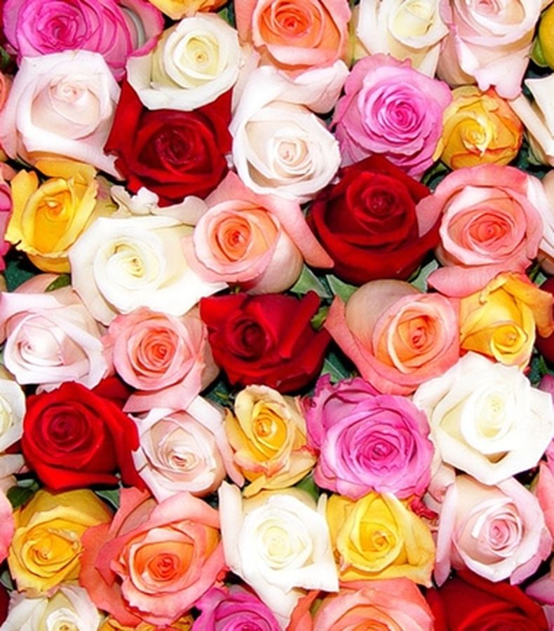 Gambar Bunga Mawar Warna Warni - GAMBAR BUNGA MAWAR