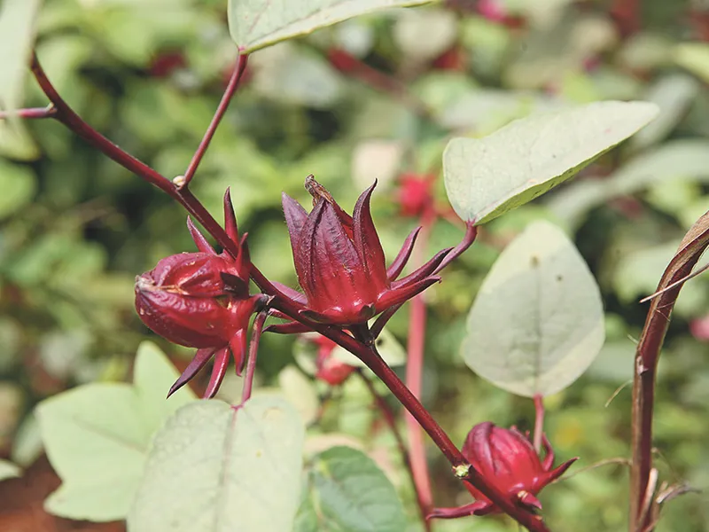 Banyak Manfaat, Tanaman yang Miliki Bunga Warna Merah Ini Bisa