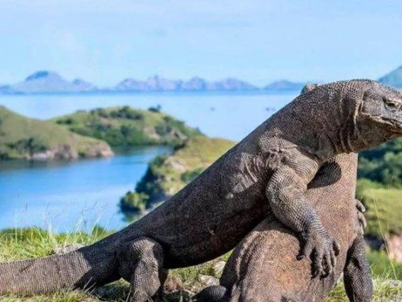 Foto Komodo Hadang Truk Pekerja Bikin Heboh, Pembangunan 'Jurassic Park