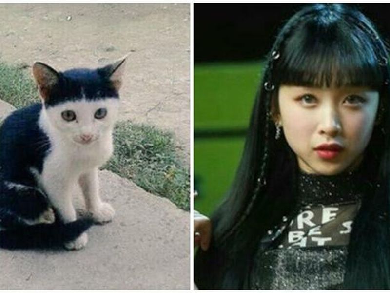 2jpg 20210519120858 - Unik? Lucu? Apa yang membuatmu memberikan nama kucingmu itu?
