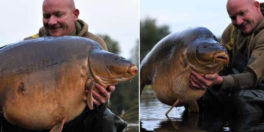 Monster! Orang ini Sukses Mancing Ikan Mas Terbesar di Dunia