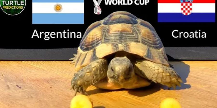 Prediksi Kura-kura Super untuk Laga Semifinal Piala Dunia 2022, Siapa di Final?