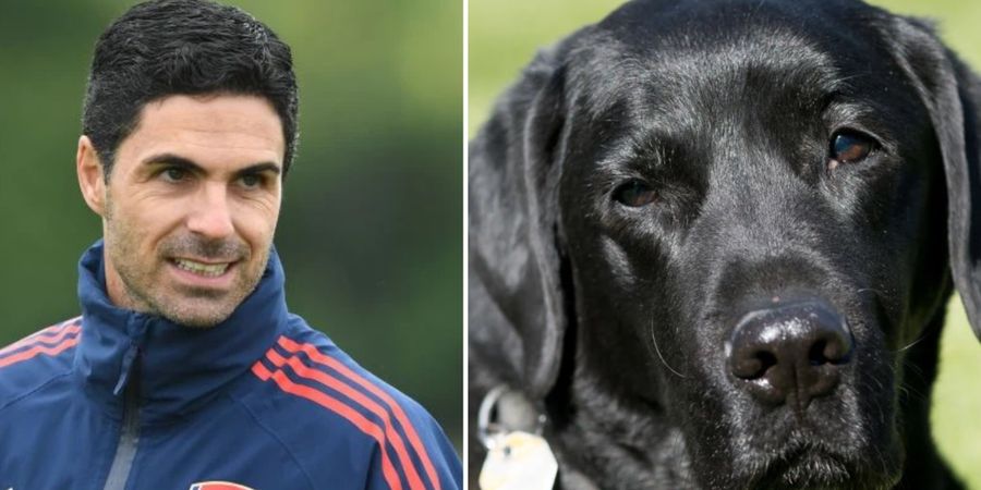 Anjing Labrador Siap Bantu Arsenal Juara Liga Inggris 2022-2023