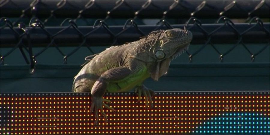 Seekor Iguana Ganggu Jalannya Laga Miami Terbuka 2017