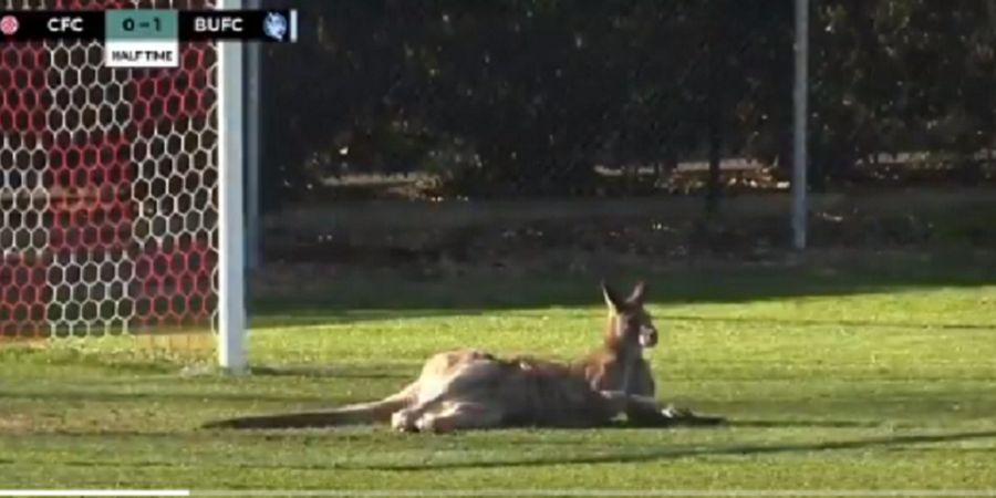Video - Jadi Pemain Ke-13, Seekor Kanguru Bikin Sensasi Di Kompetisi Sepak Bola Australia