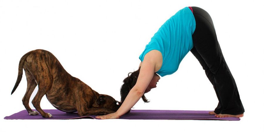 Wah, Ada Tren Olahraga Yoga untuk Anjing Peliharaan!