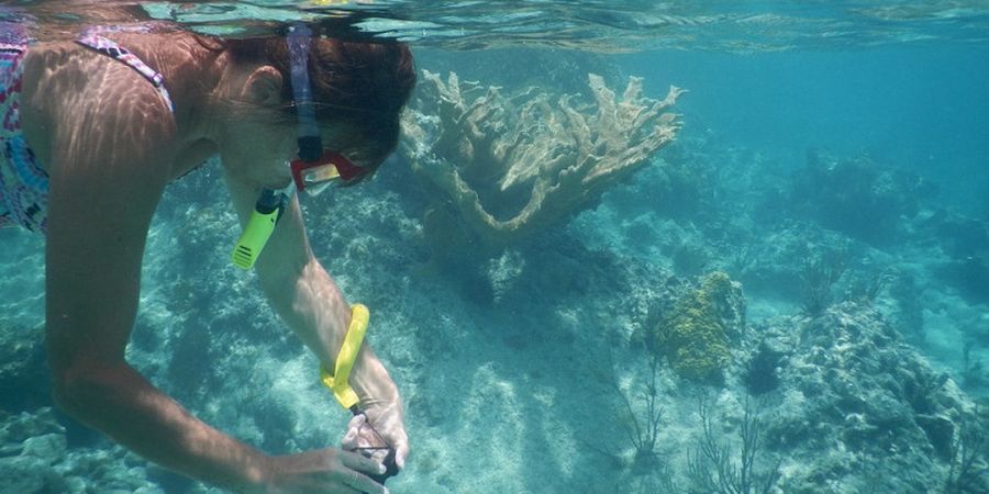 Ternyata Inilah Perbedaan Snorkeling dan Diving, Cari Tahu, Yuk!