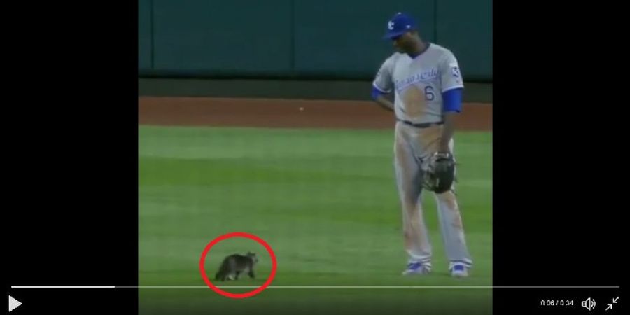 Dilarang Bermain Baseball, Inilah yang Dilakukan Kucing Lucu Ini