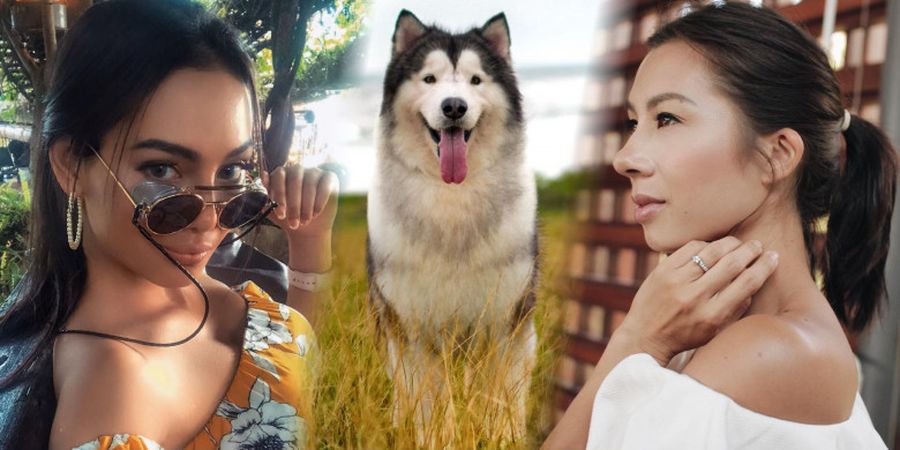 Hits Banget! Anjing yang Jadi Selebgram Ini Pernah Jalani Photoshoot Bersama Jennifer Bachdim dan Erika Carlina