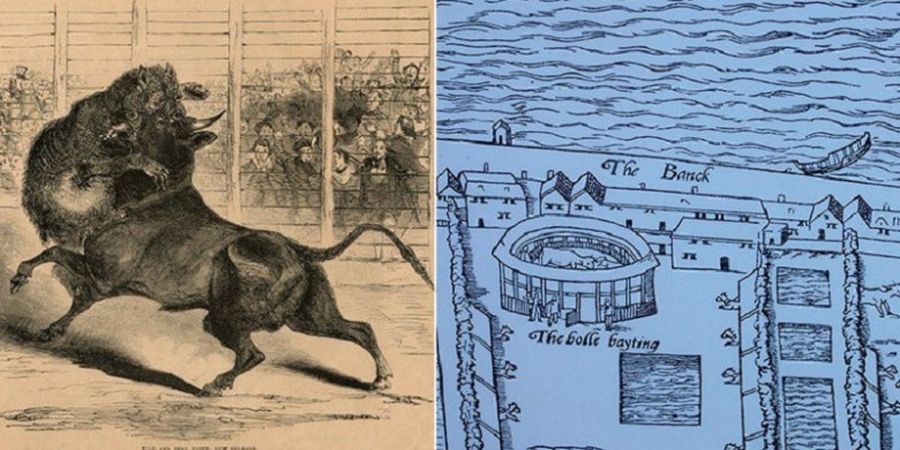 Inilah Olahraga Kuno yang Terkenal Sadis Mengorbankan Anjing Sebagai Umpannya
