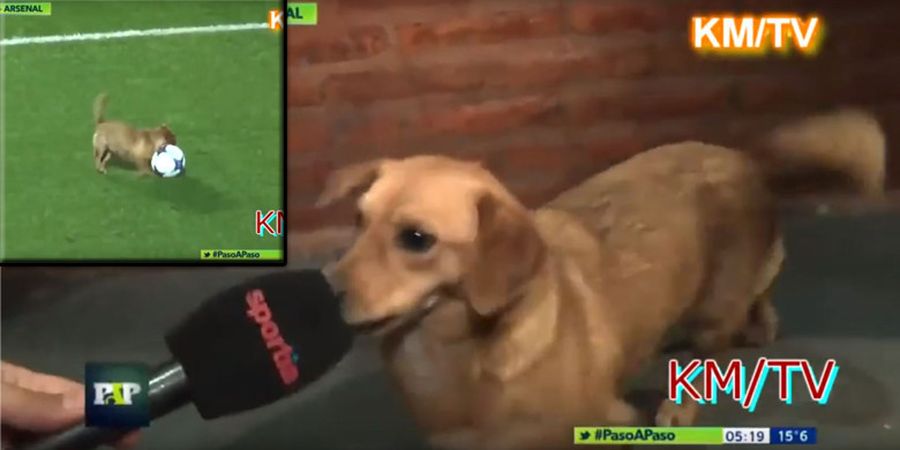 Menggemaskan! Anjing yang Satu Ini Hobinya Nonton Siaran Olahraga