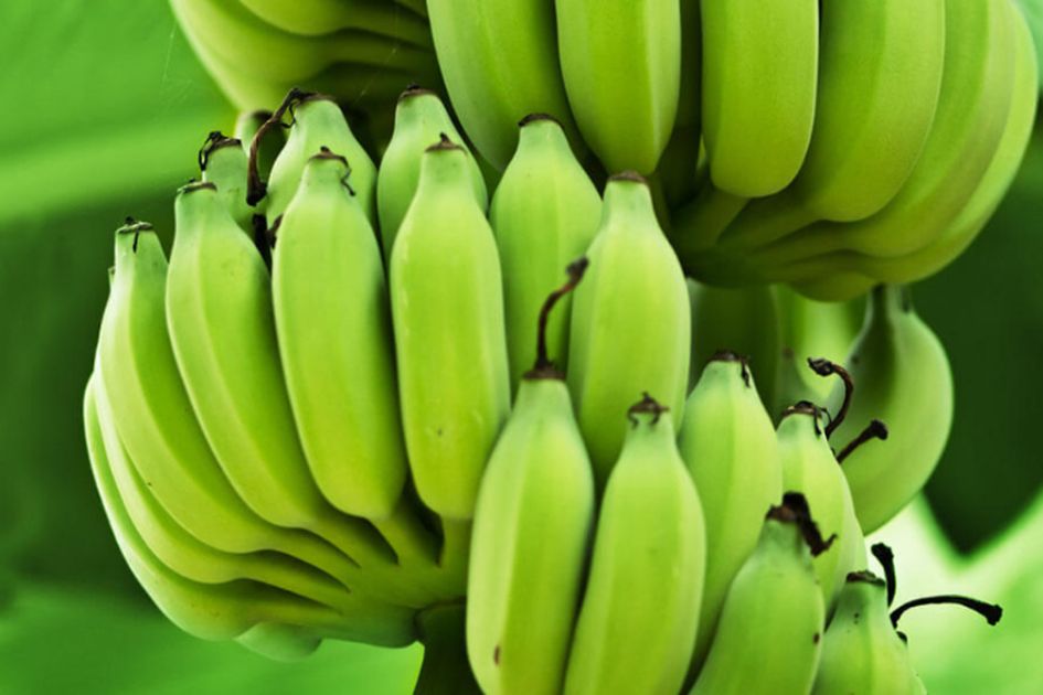 4 Manfaat Pisang Mentah Yang Belum Banyak Diketahui Bisa Sembuhkan Penyakit Loh<script async src=