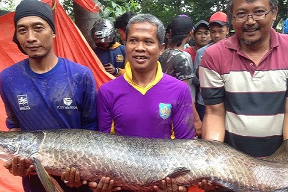 6 Fakta Arapaima Gigas, Ikan Monster yang Hebohkan Warga di Sidoarjo,  Harganya Capai Jutaan Rupiah