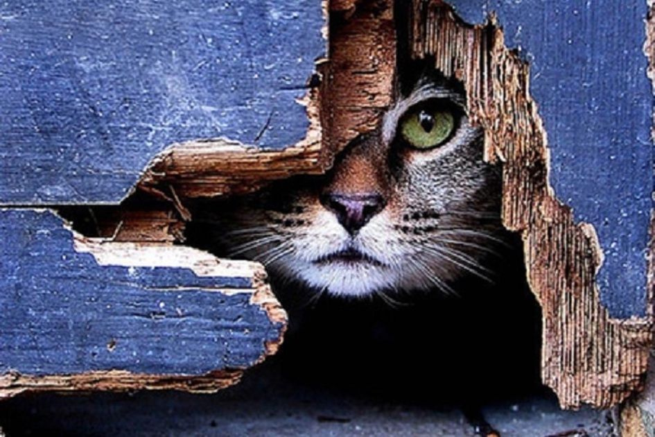 Ada Alasan Kenapa Kita Jarang Melihat Bangkai Kucing Kecuali Tertabrak