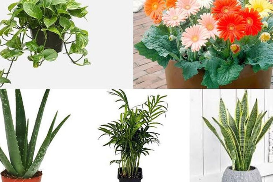 Ruangan Tanpa Ac Bakal Tetap Sejuk Dengan 5 Tanaman Berikut Ini