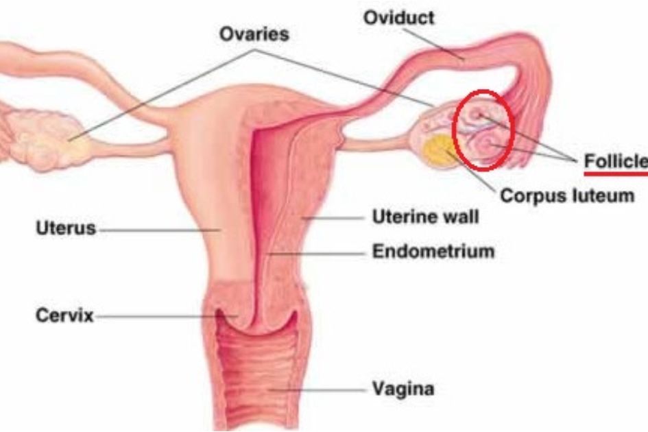 Pada organ reproduksi wanita bagian yang berfungsi sebagai tempat fertilisasi adalah