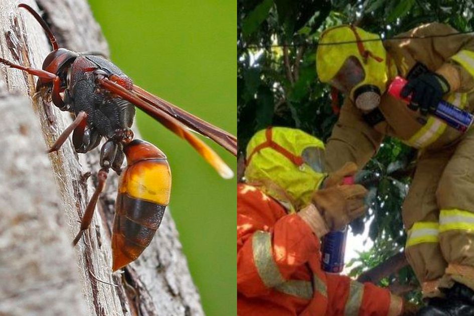 Sengatannya Renggut 7 Korban Jiwa Inilah 5 Fakta Tawon Vespa Affinis Yang Sarangnya Ditemukan Di Jakarta