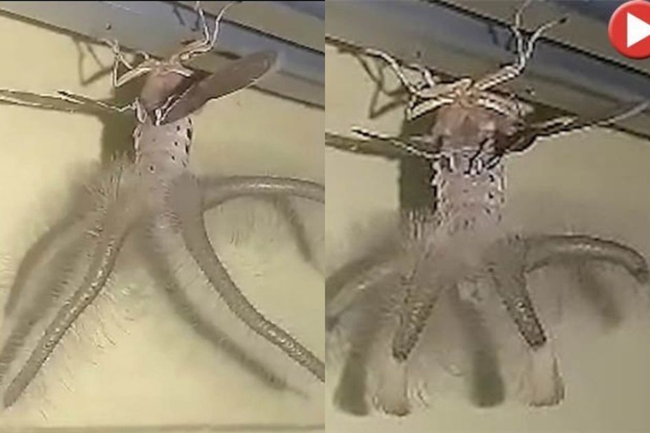 Bikin Geli Serangga Aneh Mirip Alien Bertentakel Ditemukan Di Sebuah Rumah Penginapan Di Bali