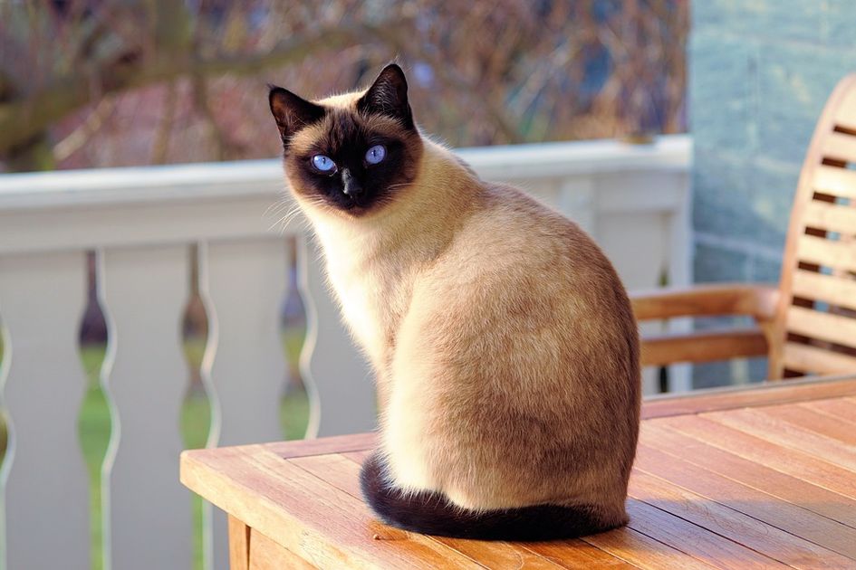 Berita Kucing Siam Terbaru Hari Ini Bobo