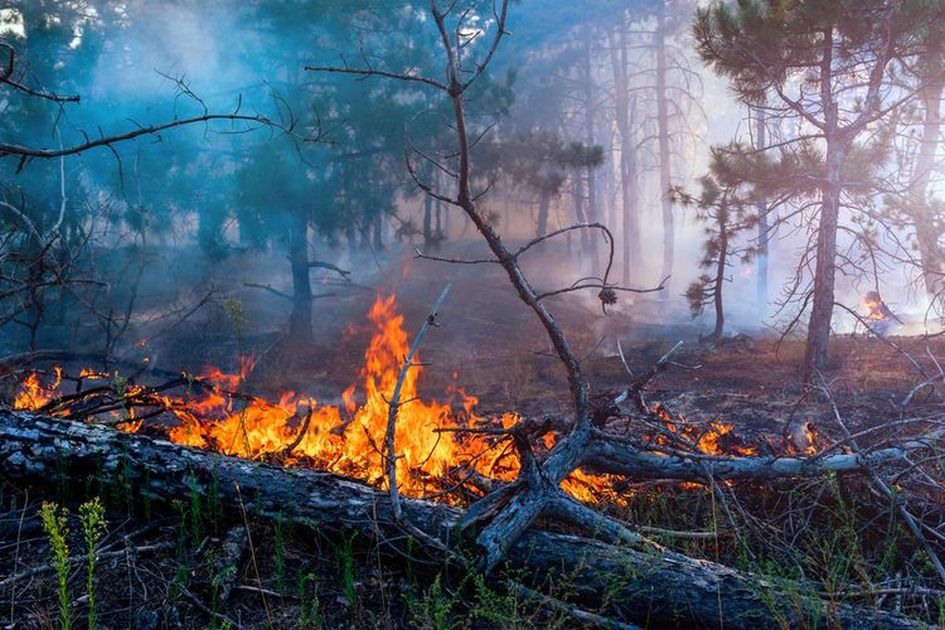 Dampak Kebakaran Hutan Hewan Predator Belantaran Dayak Ditemukan Mati Dalam Kondisi Gosong