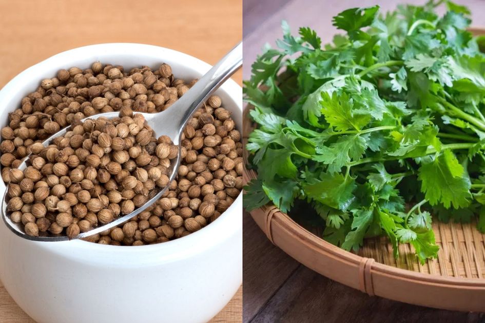 Bikin Kulit Cantik Dan Bercahaya Ini Manfaat Ketumbar Untuk Wanita Bikin Kulit Cantik Dan Bercahaya Ini Manfaat Ketumbar Untuk Wanita