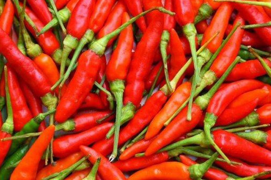 Jangan Cuma Dijadikan Sambal Coba Olah Cabai Rawit Dengan Cara Seperti Ini Perubahan Tak Terduga Bakal Terjadi Pada Tubuh Anda Jangan Cuma Dijadikan Sambal Coba Olah Cabai Rawit Dengan Cara Seperti Ini Perubahan Tak Terduga Bakal Terjadi Pada Tubuh Anda