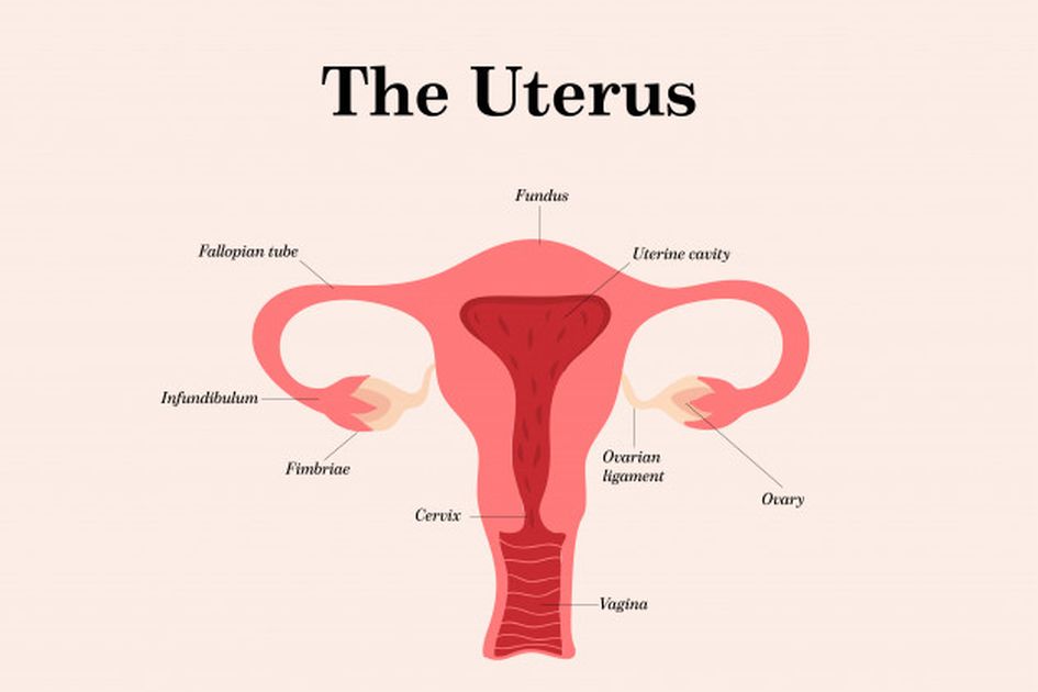 Gambar alat reproduksi wanita beserta penjelasannya