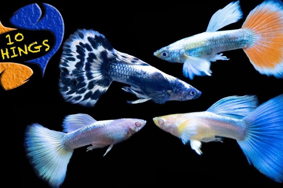 Bukan Hanya Tanaman Hias Dan Ikan Cupang Saja Tapi Kenali Jenis Ikan Hias Yang Menarik Dan Bisa Dijadikan Hobi Yang Menyenangkan Ini Bukan Hanya Tanaman Hias Dan Ikan Cupang Saja Tapi Kenali Jenis Ikan Hias Yang Menarik Dan Bisa Dijadikan Hobi Yang Menyenangkan Ini