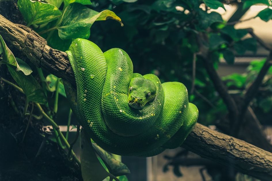 Tafsir Mimpi Dililit Ular di Leher Menurut Islam, Pertanda Buruk?