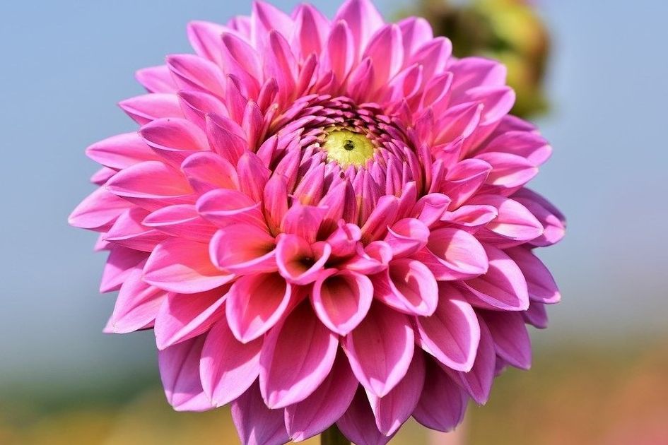 bunga untuk hadiah ulang tahun wanita - Jenis-Jenis Bunga yang Sempurn...