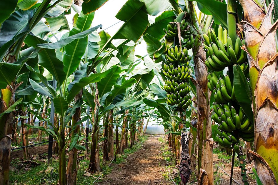 Pohon Pisang Berkembang Biak dengan Cara Tunas. Ini Penjelasannya