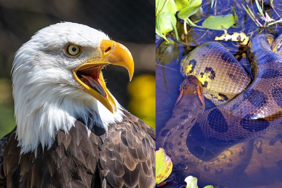 Bikin Merinding Sekaligus Girang Arti Mimpi Bertemu 5 Hewan Ini Ternyata Punya Makna Mengejutkan Waspada Jika Mimpi Anaconda Bikin Merinding Sekaligus Girang Arti Mimpi Bertemu 5 Hewan Ini Ternyata Punya Makna Mengejutkan Waspada Jika Mimpi Anaconda
