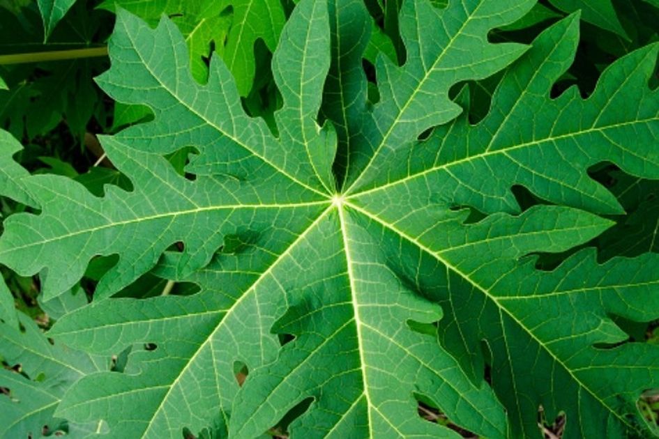 Orang Sakit Pasti Nyesel Baru Tahu Cuma Haluskan Daun Pepaya Lalu Minum Airnya Penyakit Ganas Ini Bakal Musnah Dari Tubuh
