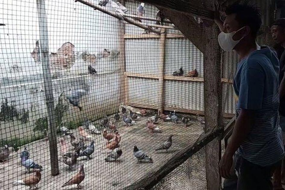 Geger Burung Merpati Dijual Hingga Laku Rp 1 5 Miliar Sang Pemilik Ngaku Sampai Alami Hal Ini Usai Burung Peliharaannya Terjual