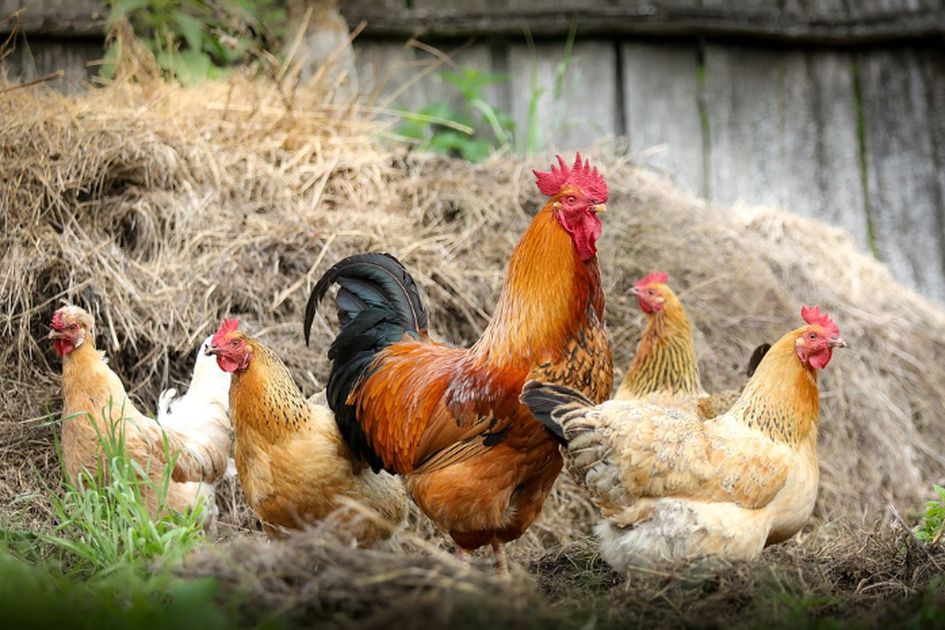 Arti Mimpi Menyembelih Ayam Menurut Primbon Jawa Hati Hati Bisa Jadi Membawa Pertanda Buruk Ini Arti Mimpi Menyembelih Ayam Menurut Primbon Jawa Hati Hati Bisa Jadi Membawa Pertanda Buruk Ini