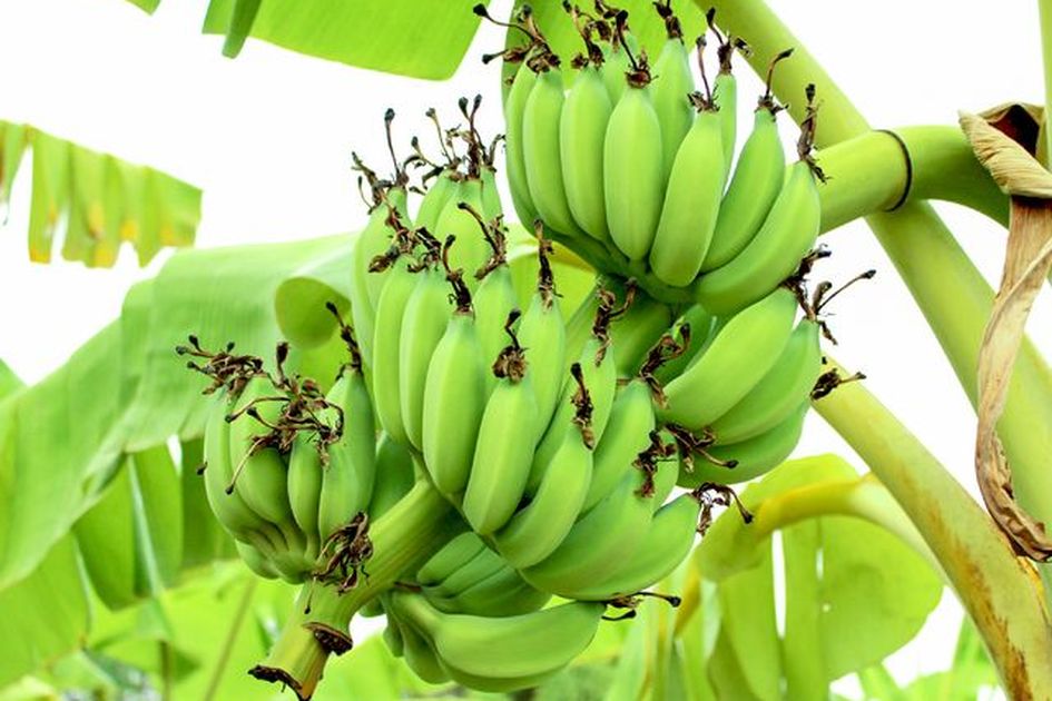 Berita Pisang Raja Terbaru Hari Ini - Bobo