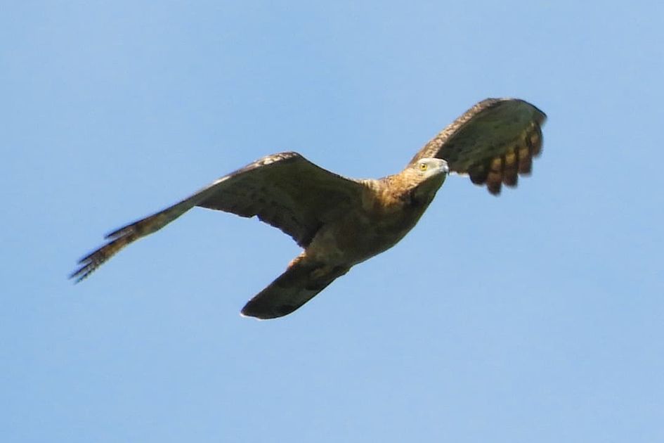 Berita Raptor Terbaru Hari Ini - National Geographic