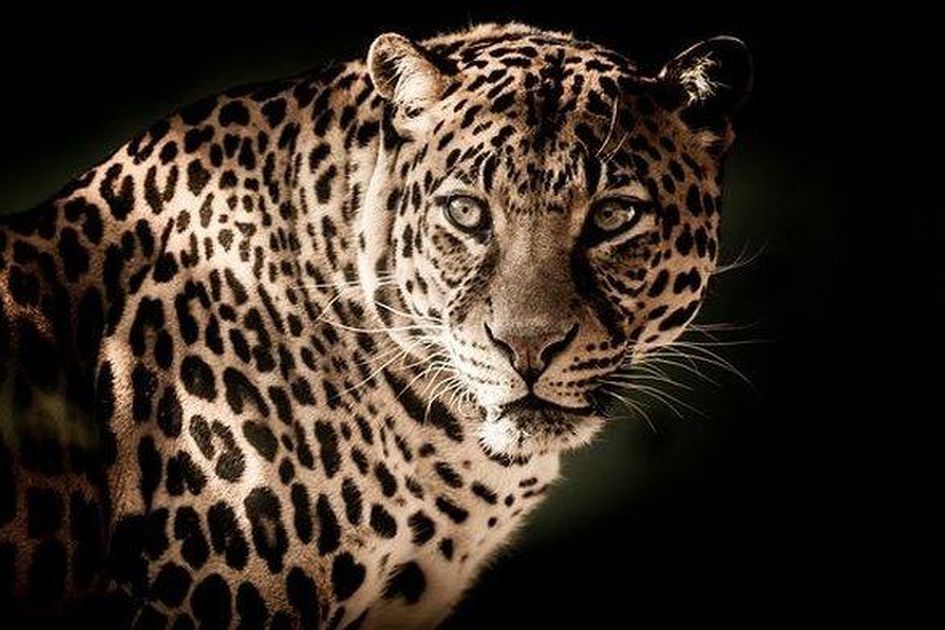 Arti Mimpi Melihat Macan Tutul Tak Perlu Ditakutkan Justru Karier Bakal Meroket Tinggi Simak Penjelasannya