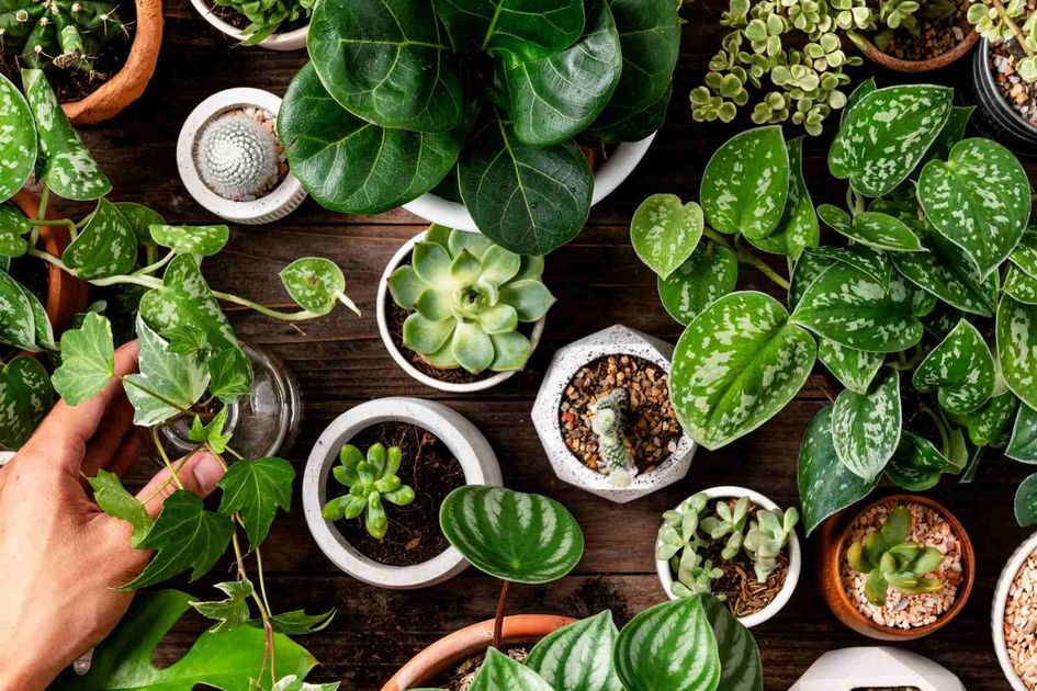 Berita Tanaman Di Dalam Rumah Terbaru Hari Ini - Bobo