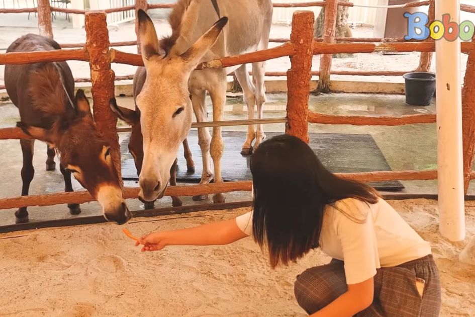 Berita Jalan Jalan Virtual Terbaru Hari Ini - Bobo