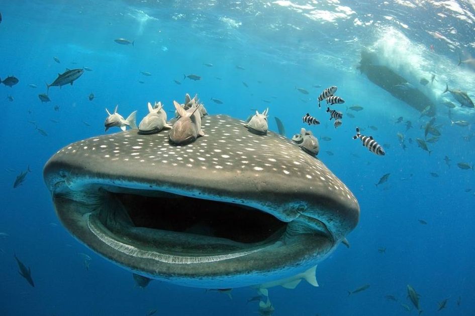 Berita Rhincodon Typus Terbaru Hari Ini National Geographic Berita Rhincodon Typus Terbaru Hari Ini National Geographic