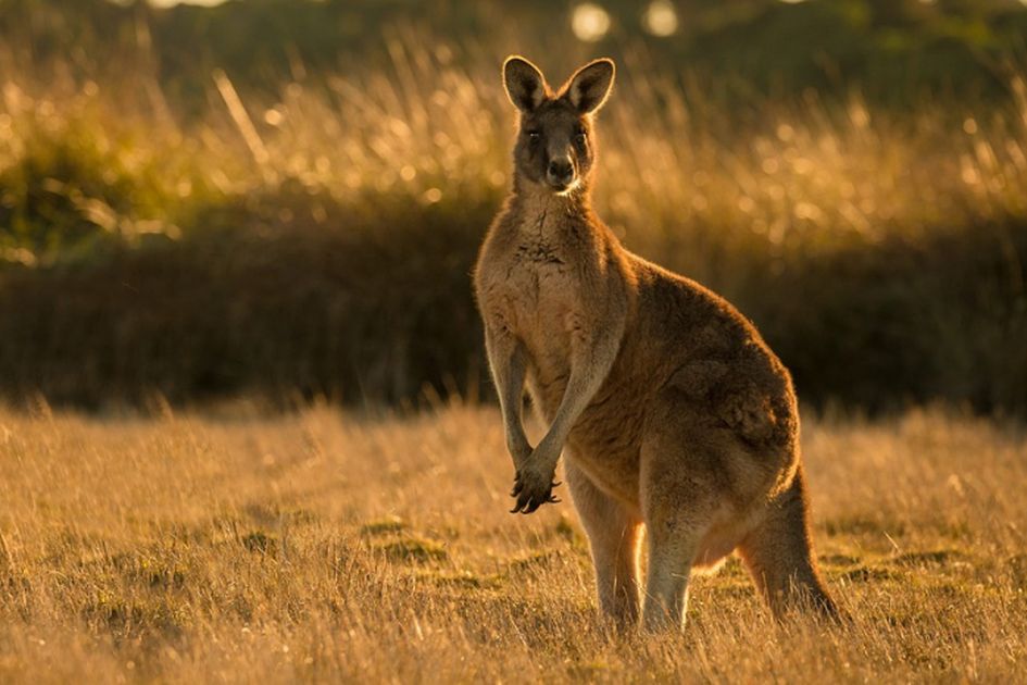 Berita Kanguru Terbaru Hari Ini - Grid.ID
