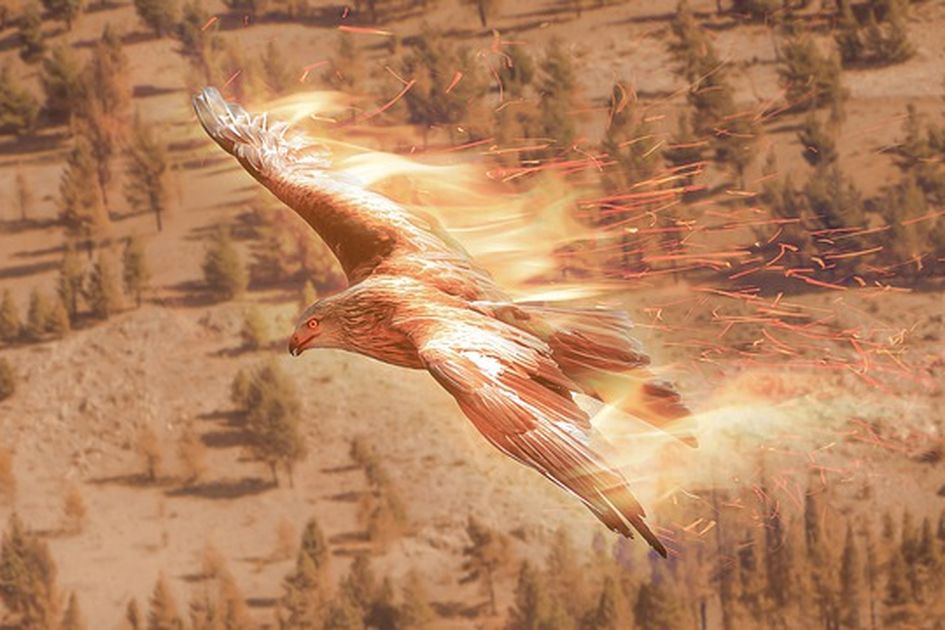 Berita Burung Phoenix Terbaru Hari Ini - Bobo