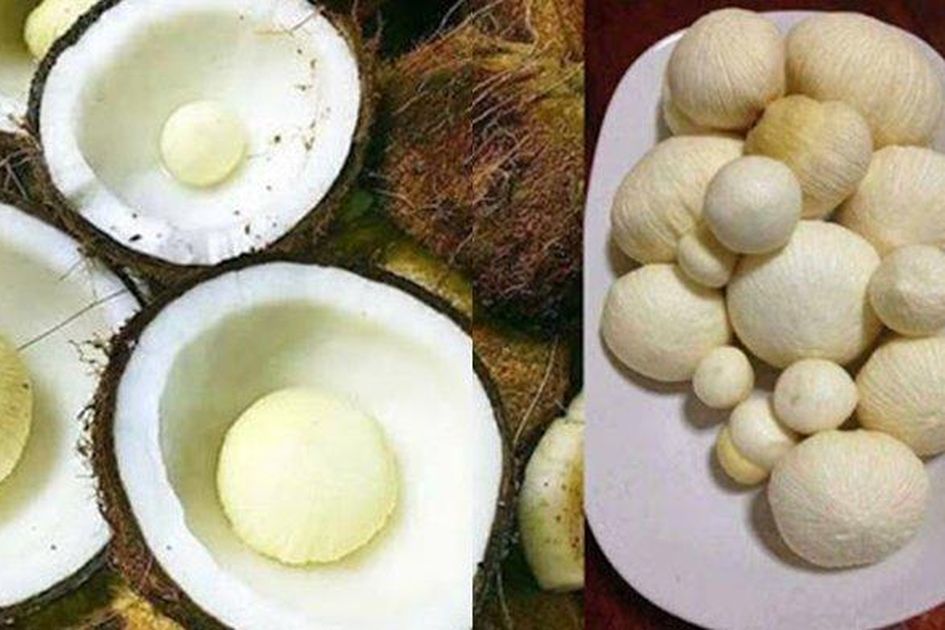 Berita Mengenal Kentos Kelapa Terbaru Hari Ini Grid.ID