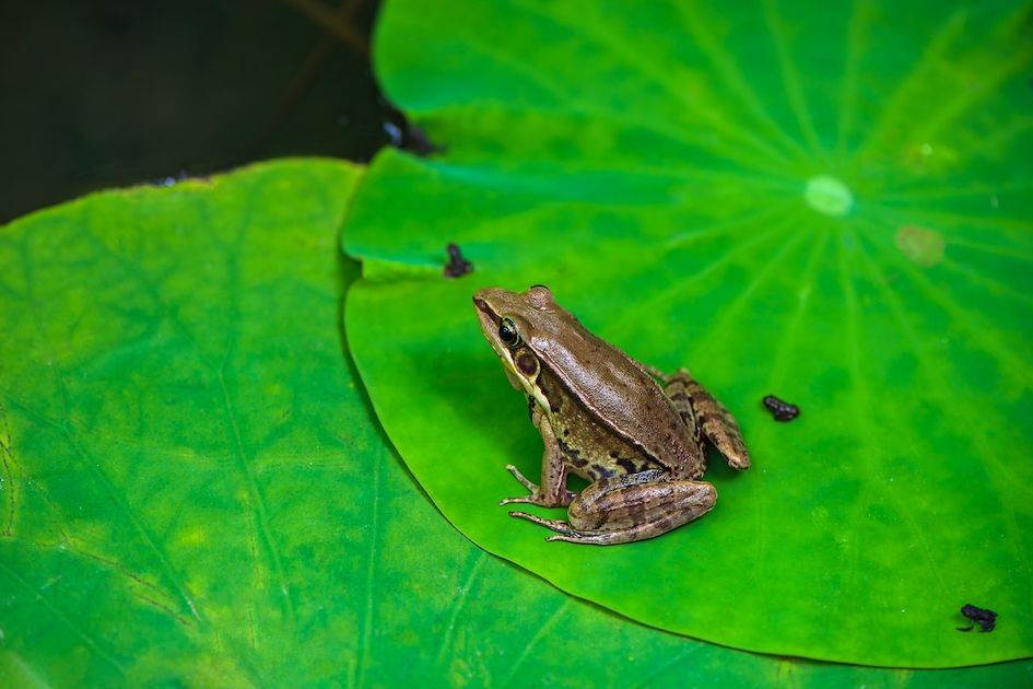 Berita Proses Peredaran Darah Pada Katak Terbaru Hari Ini - Bobo