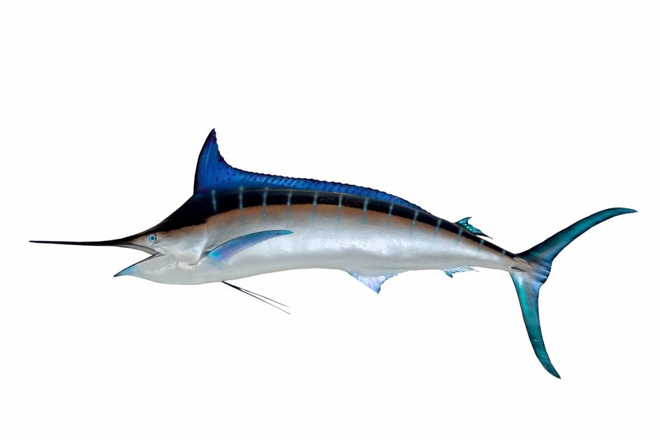 Berita Blue Marlin Terbaru Hari Ini - Bobo