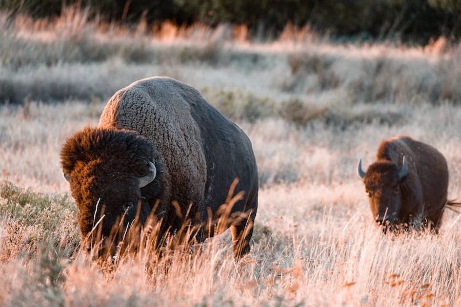 Bison Dog Food: The Ultimate Guide to Nutrition, Benefits, and More
