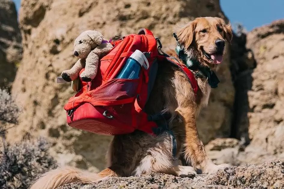  Menggapai Puncak Tertinggi: Kilas Balik dan Tren Pendakian Gunung Terkini
