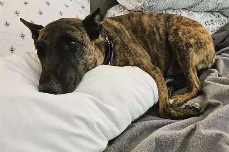 Berita Adopsi Anjing Terbaru Hari Ini Bobo