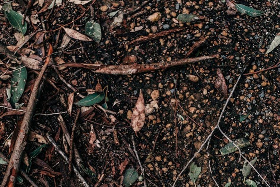 Berita Ketidakseimbangan Ekosistem Terbaru Hari Ini - Kids